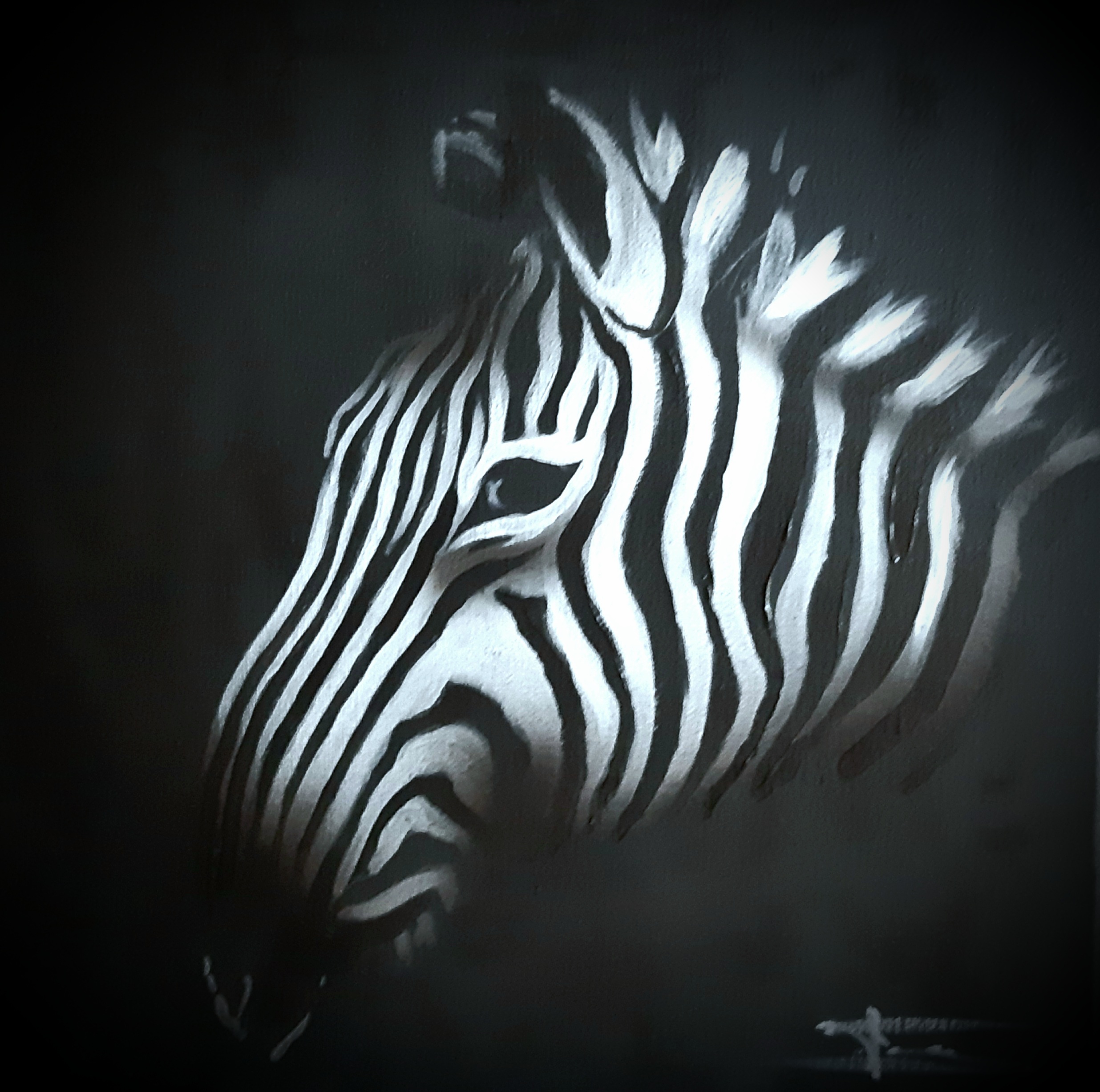 zebra